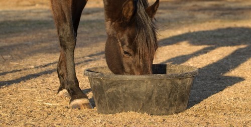 Feeding Your Horse