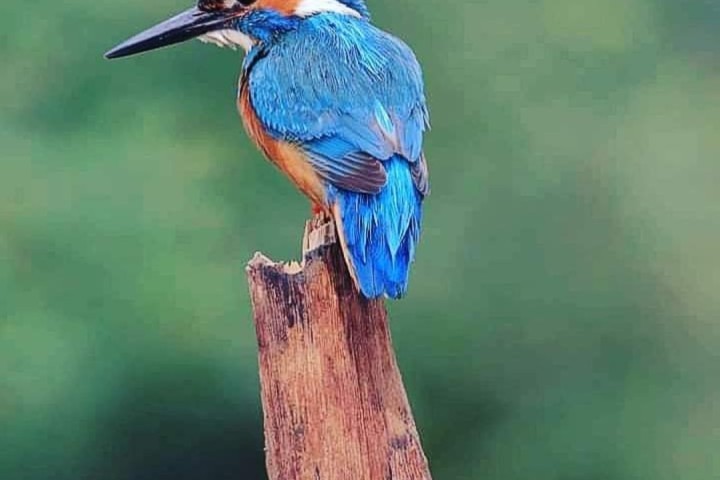 Kingfisher OM.jpg.jpg